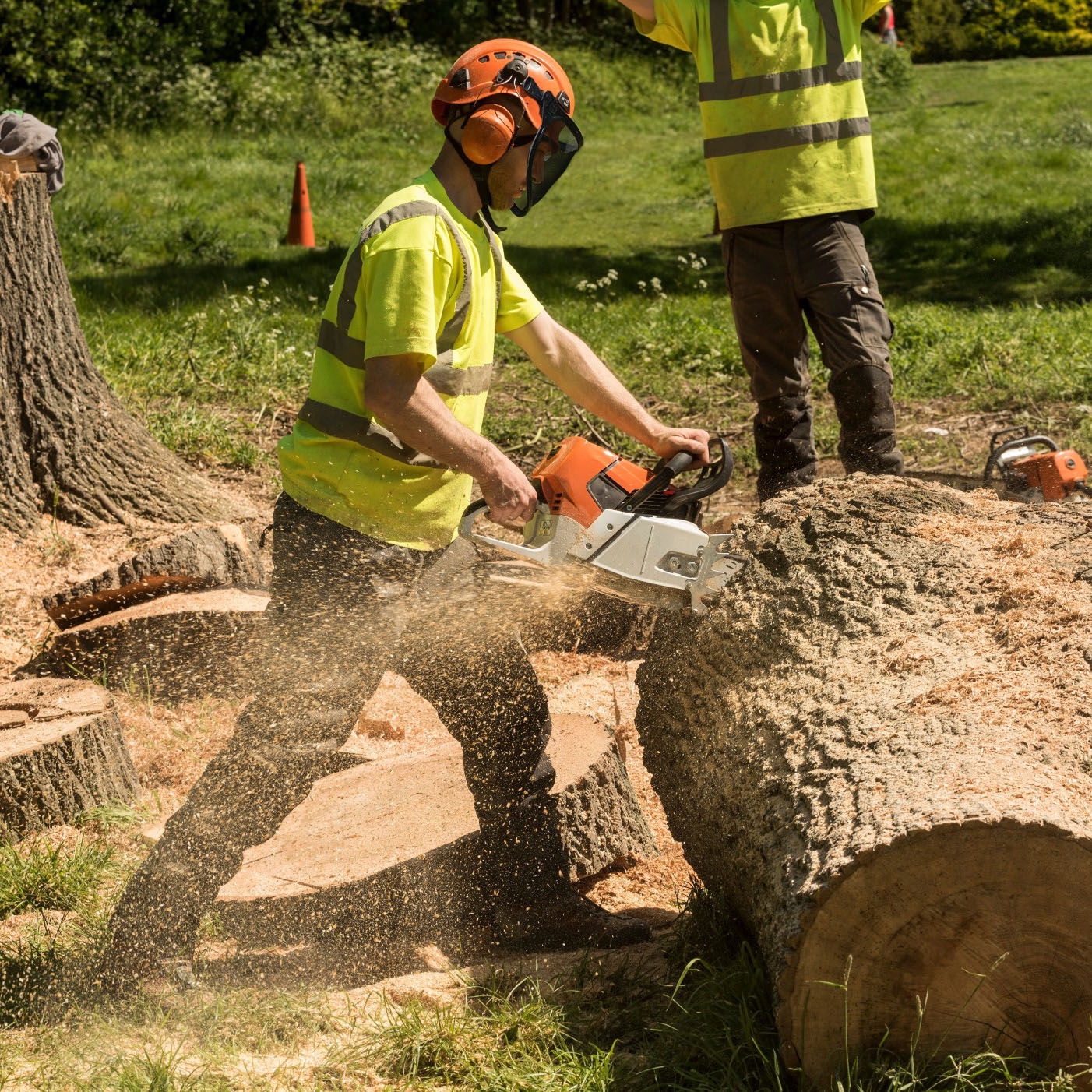Tree Surgeons based in Chelmsford Essex | Westwood Tree Surgery