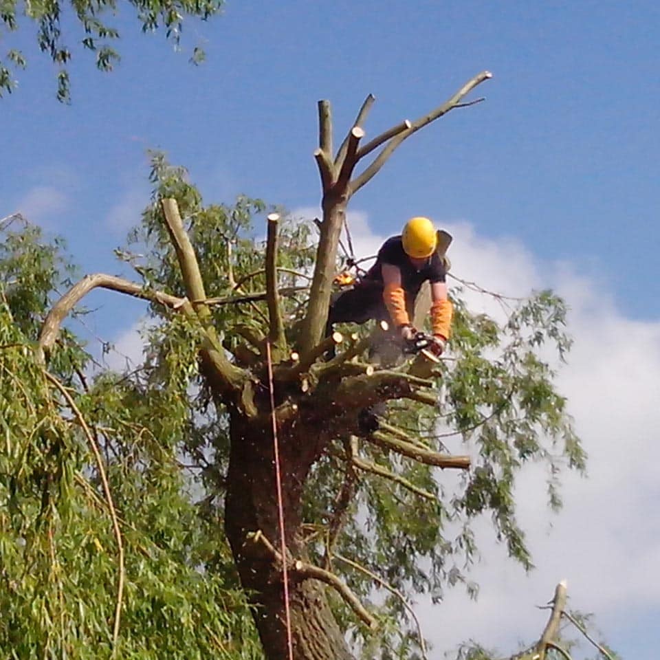 Tree Surgeons based in Chelmsford Essex | Westwood Tree Surgery